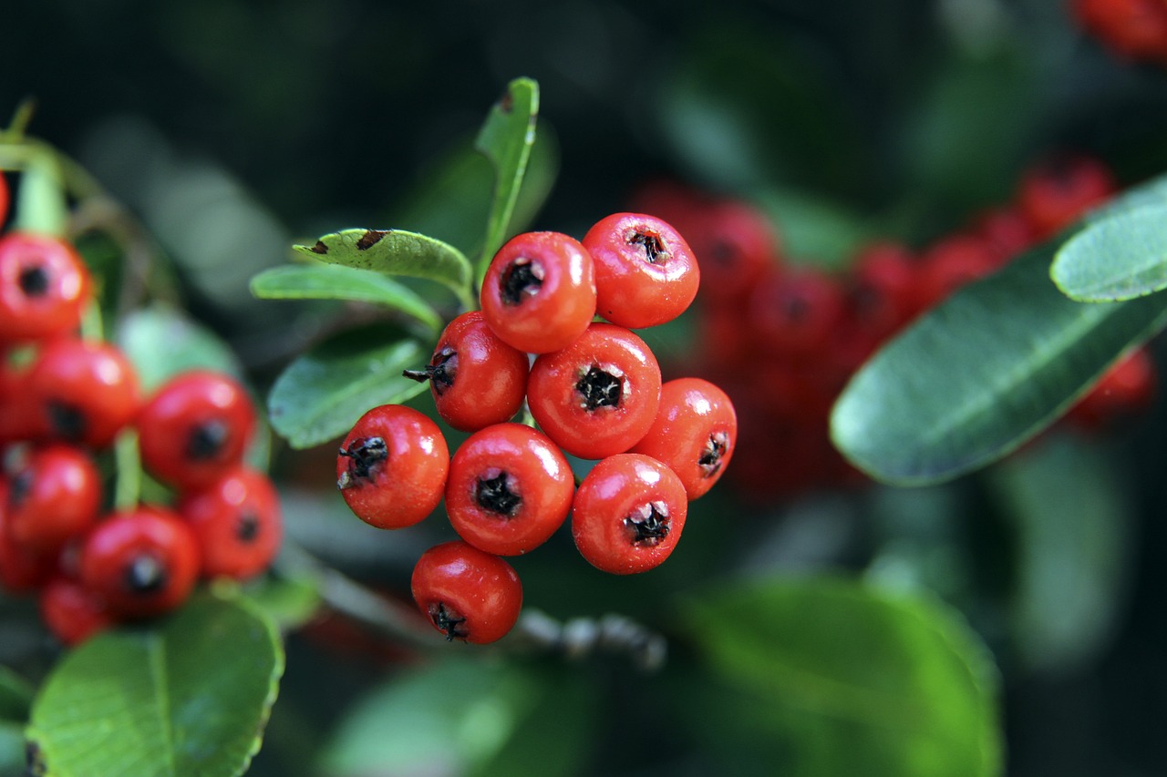 俱樂部的經 俱樂部的經